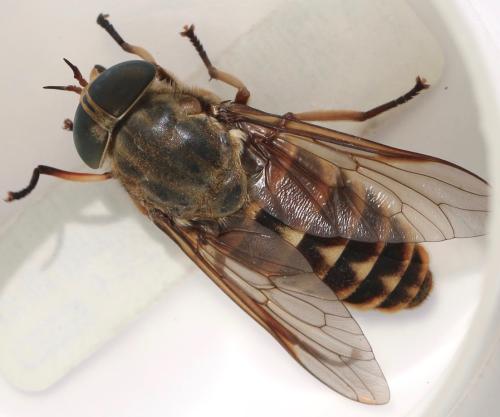 Réf. 325 772 : Tabanus sudeticus